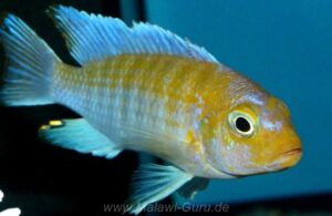 Metriaclima glaucos 'Kanjindo Rocks'